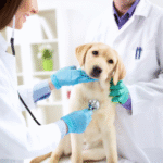 Logo del grupo Preparación para el Examen de Ingreso a la Carrera de M. Veterinaria y Zootecnia – UMSS